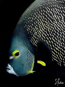 This image was taken during a dive last weekend at Molass... by Steven Anderson 